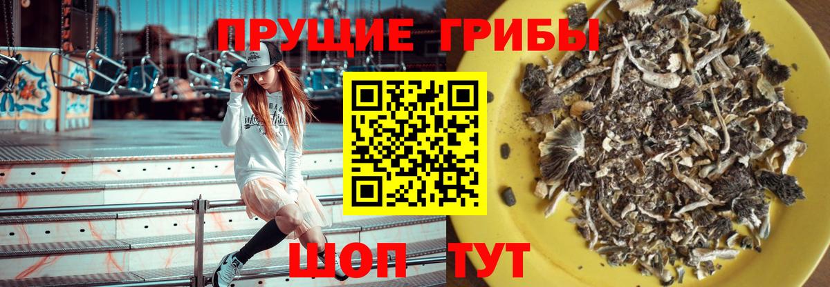 Псилоцибиновые грибы Psilocybine cubensis Будённовск